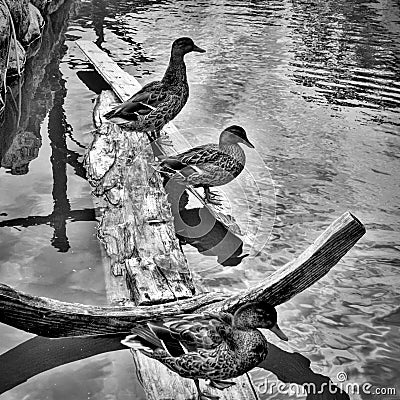 black and white photograph showing a duck on the banks of a river Stock Photo