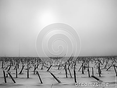 A black and white photograph of sunflower stalks in a snowy field Stock Photo