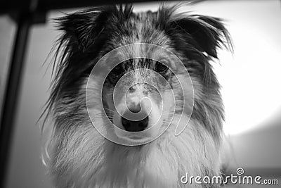 Black and white photography of beautiful blue merle shetland sheepdog laying on bed Stock Photo