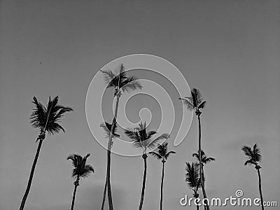 Black and White Photography of a Group of palm trees at sunset Stock Photo