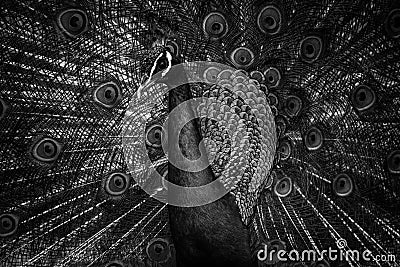 Black and white photography of peacock Stock Photo