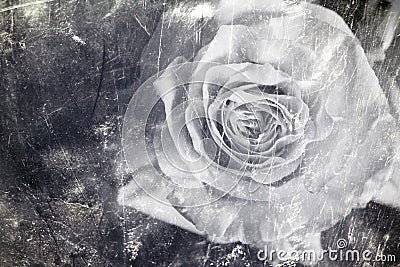 Black-and-white photography of rose styled on old times Stock Photo