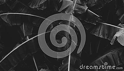 Black and white picture of banana leaves abstract background. Dark tone of leaves in tropical jungle. Foliage nature background Stock Photo