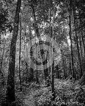 Black and white picture of forest and walkway for trail or meditation. Natural pathway in woods. Tall trees in the forest. Stock Photo