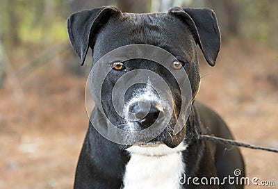 Black and White Pitbull Mastiff dog portrait Stock Photo