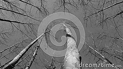 Black and white platanus trees Stock Photo