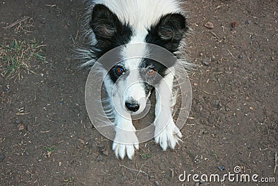 Black and White Playful Funny Dog Paws Up on Ground. Stock Photo