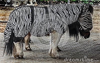 Black and white pony in the horsecloth 1 Stock Photo