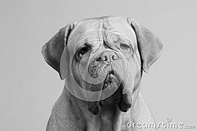 Black-and-white portrait of French Mastiff Stock Photo