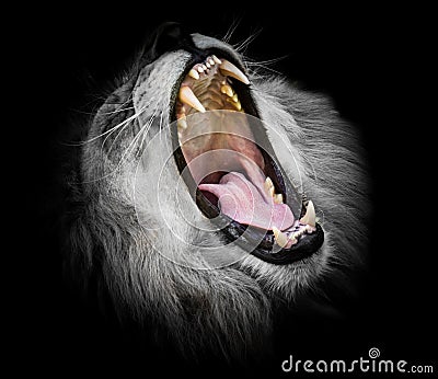 Black and white Portrait of a roaring lion Stock Photo