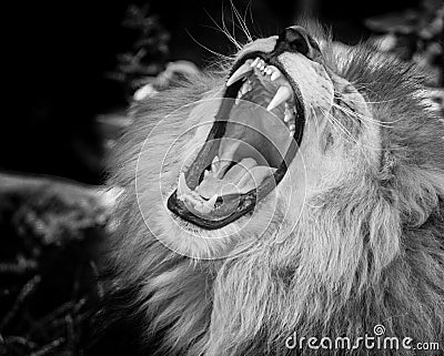 Black and white Portrait of a roaring lion Stock Photo