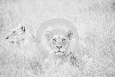 Lion faces in the grass. Stock Photo