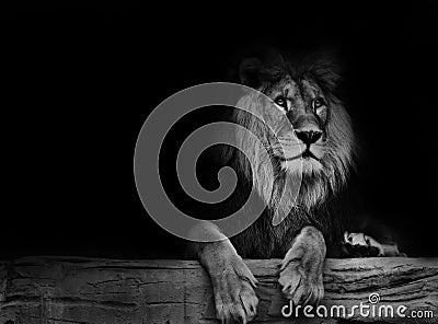 Black and white poster lion Stock Photo