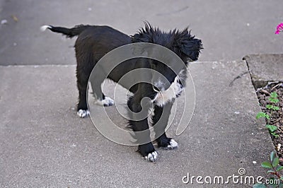 Black white puppy Stock Photo
