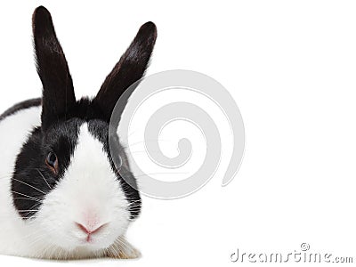 Black and white rabbit, Dutch breed Stock Photo