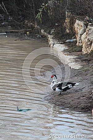 Duck on The River Bank Stock Photo