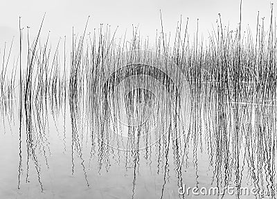 Black and white of reflecting reeds in water Stock Photo