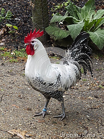 Black and White Rooster Stock Photo