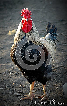 Black and white rooster Stock Photo