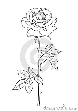 Black and white rose flower with leaves and stem. Decorative element for tattoo, greeting card, wedding invitation. Hand Vector Illustration