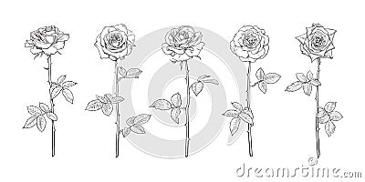 Black and white rose flower set in engraving style with leaves and stems. Decorative vector elements for tattoo, greeting card, Vector Illustration