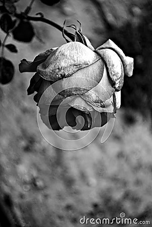 Black and white rose Stock Photo
