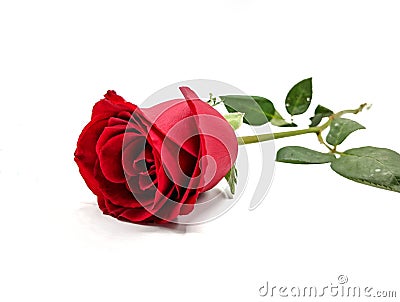 A black and white rose on place alone on the ground on a white background. Stock Photo