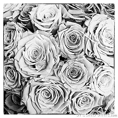 Black and white roses postcard in square. Monochrome style. Beautiful flowering roses for mourning or remember Stock Photo