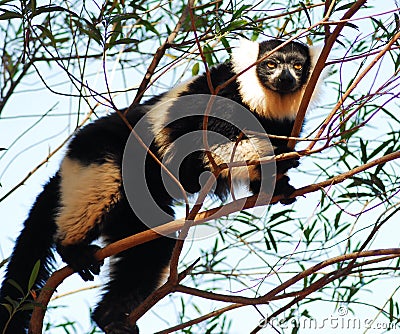 Black and White Ruffed Lemur (Varecia variegata) Stock Photo