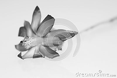 Black and white Schlumbergera flower with details Stock Photo