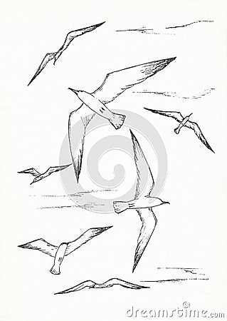 Black and white seagulls in the sky, hand drawn ink sketch illustration. Flock of wild birds Cartoon Illustration