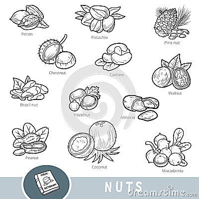 Black and white set of nuts, collection of nature items with names in English. Cartoon visual dictionary for children Vector Illustration