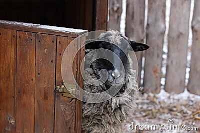 Black and white sheep near the barn Stock Photo