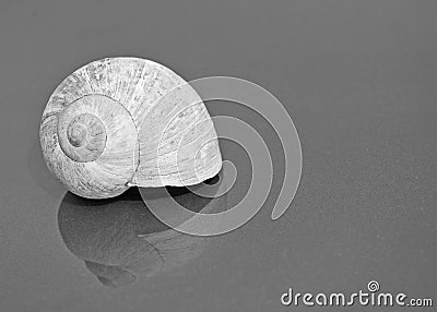 Black And White Shell Stock Photo