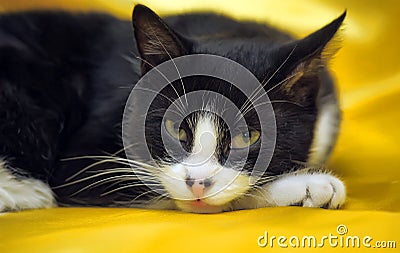 Black with white short-haired European cat Stock Photo