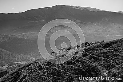 A black and white shot of a group of horses grazing on a mountainside Stock Photo