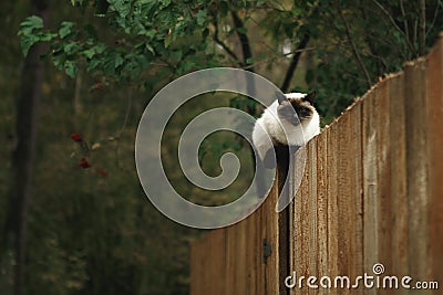 Black and white Siamese cat sitting on a wooden fence in the autumn forest Stock Photo