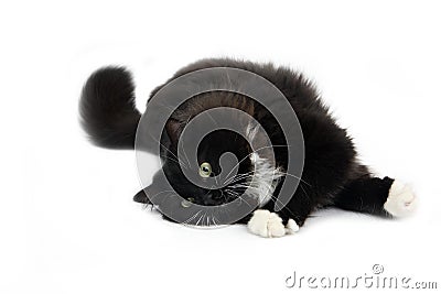 Black and White Siberian Domestic Cat, Female laying down against White Background Stock Photo