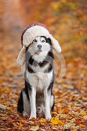 Black and white Siberian Husky dog in a hat with earflaps sitting in yellow autumn leaves Stock Photo