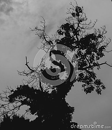 Black and white silhouette of an old twisted tree Stock Photo