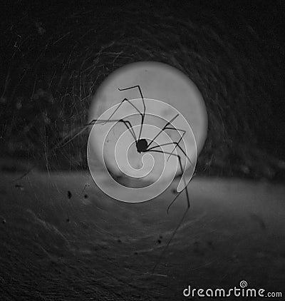 black and white of a silhouette of a spider nesting on a wall with a lamp behind it Stock Photo