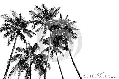 Black and white silhouettes tropical coconut palm trees Stock Photo