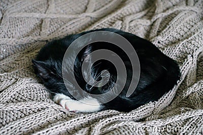 Black and white sleepy cat resting on a bed throw Stock Photo