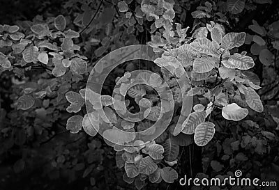 Black and white smoke bush Stock Photo