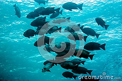 Black and white snappers Stock Photo