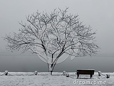 Black and white snow landscape with tree and bench Stock Photo