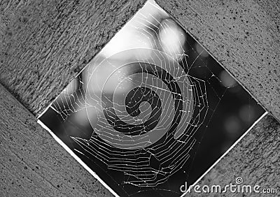 Black and White Spiderweb Stock Photo