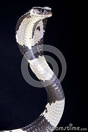 Black and white spitting cobra (Naja siamensis) Stock Photo