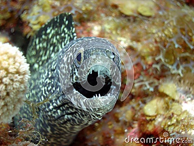 Black and white spotted eel Stock Photo
