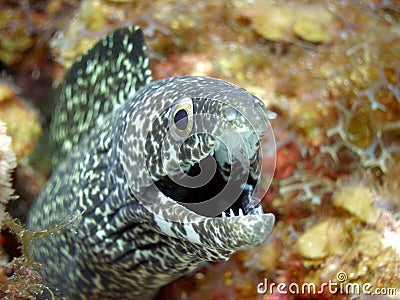 Black and white spotted eel Stock Photo